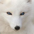 Fox_